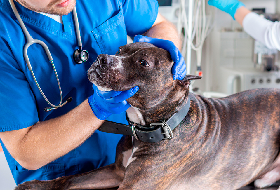 Veterinarian in Walnut Creek