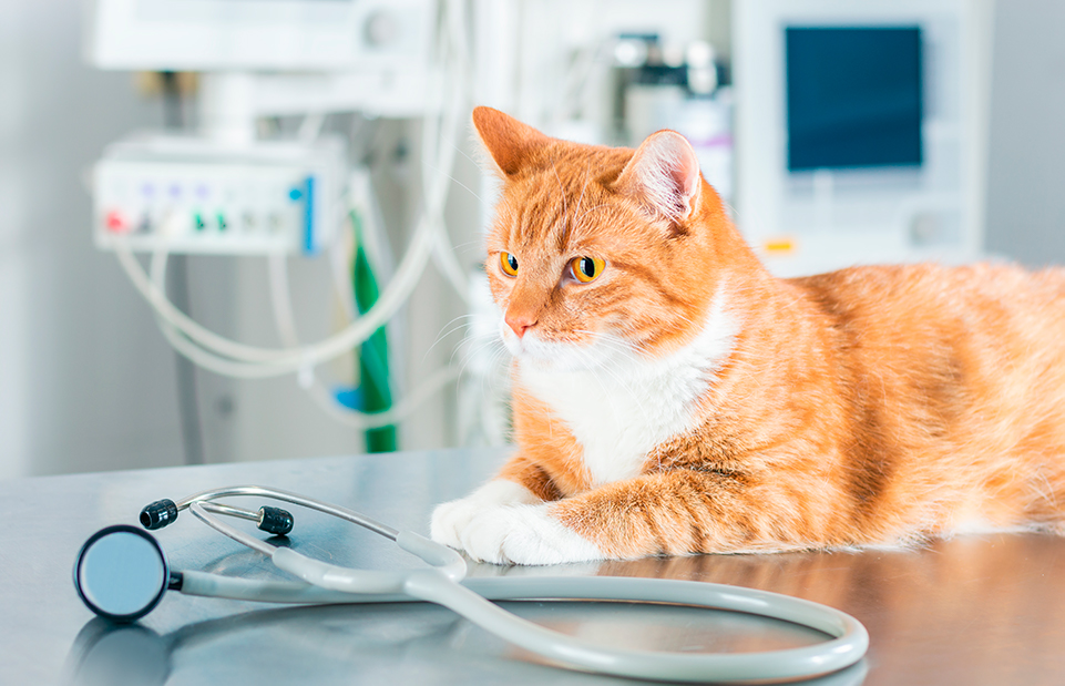 Veterinarian in Walnut Creek